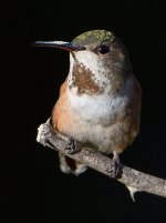 Hummer3.jpg