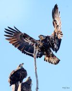 BaldLanding-203.jpg