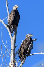 BaldDuo-200.jpg