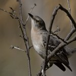 Mockingbird.jpg