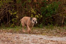 jersey girl-9867.jpg