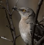 Mockingbird5.jpg
