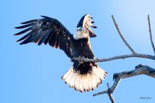 BaldLanding-209.jpg