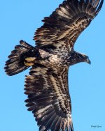 BaldJuvFlight-200.jpg