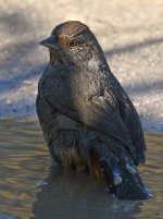 Towhee3.jpg