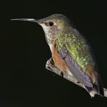 Hummer11.jpg
