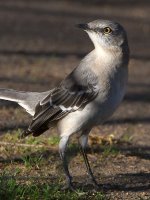Mockingbird.jpg
