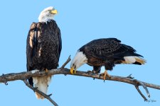 BaldPair-221.jpg