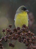 Goldfinch.jpg