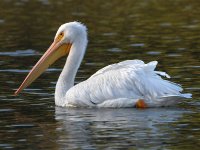 Pelican.jpg