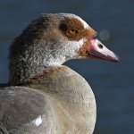 Goose.jpg