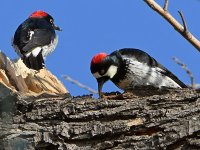 Woodpecker5.jpg