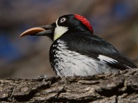 Woodpecker9.jpg