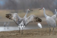 Hiwassee Wildlife Refuge-.jpg