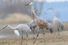 Hiwassee Wildlife Refuge--2.jpg