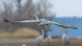 Hiwassee Wildlife Refuge--3.jpg