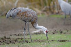 Hiwassee Wildlife Refuge--4.jpg