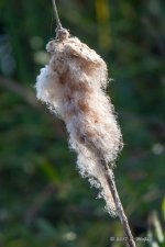 D73_1250.jpg