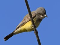 KingBird4.jpg