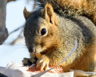 SquirrelCorn-220.jpg