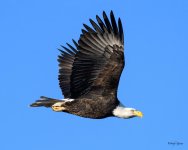BaldInFlight-201.jpg
