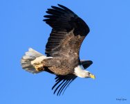 BaldInFlight-203.jpg