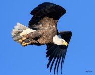 BaldInFlight-204.jpg