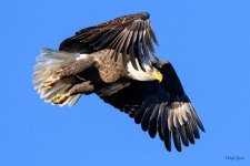 BaldInFlight-205.jpg