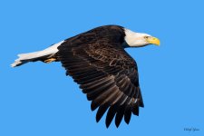 BaldInFlight-207.jpg