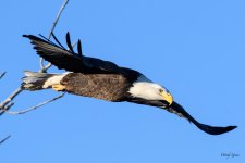 BaldInFlight-208.jpg