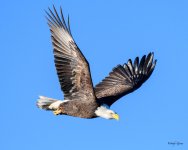 BaldInFlight-209.jpg