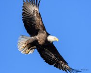 BaldInFlight-206.jpg