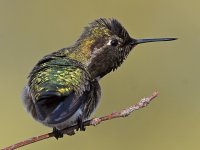 Hummer10.jpg