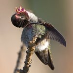Hummer18.jpg