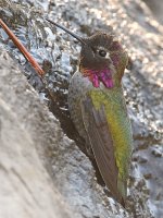 Hummer25.jpg