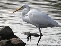 Egret.jpg