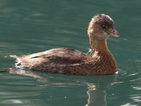 Grebe3.jpg