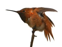 Hummer3.jpg