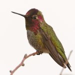 Hummer5.jpg