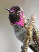 Hummer10.jpg