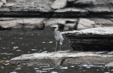 Blue Heron 3.jpg