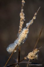 D73_1290.jpg