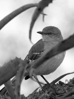MockingbirdBW.jpg