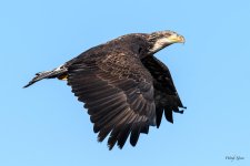 BaldInFlight-225.jpg