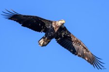 BaldInFlight-227.jpg