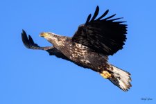 BaldInFlight-228.jpg