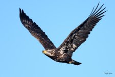 BaldInFlight-229.jpg