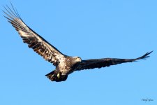 BaldInFlight-230.jpg