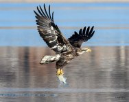 BaldCatch-225.jpg