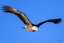 BaldCInFlight-236.jpg